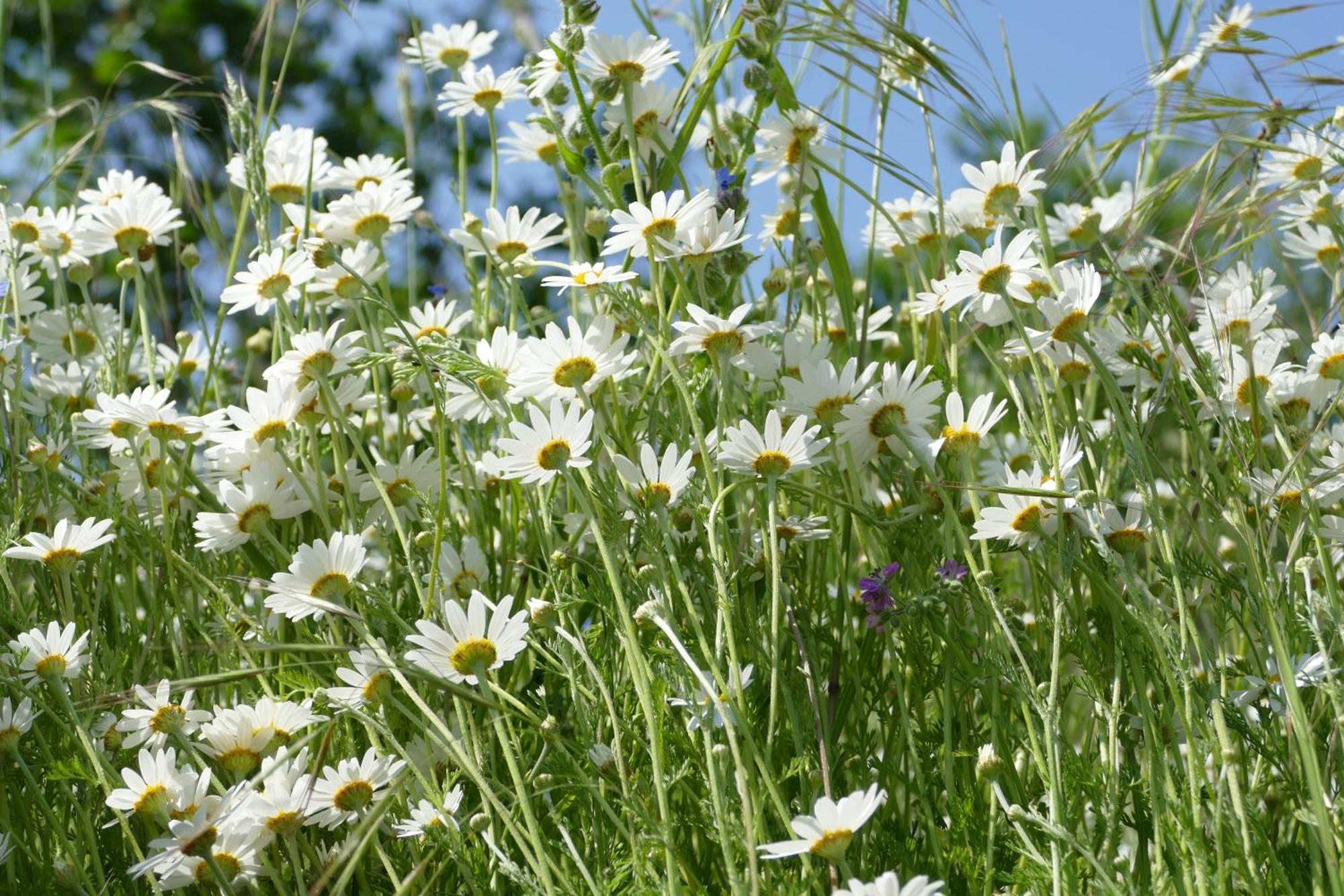 Naturgarten Karlsfeld In Der Schoenen Lausitz Welzow Esterno foto